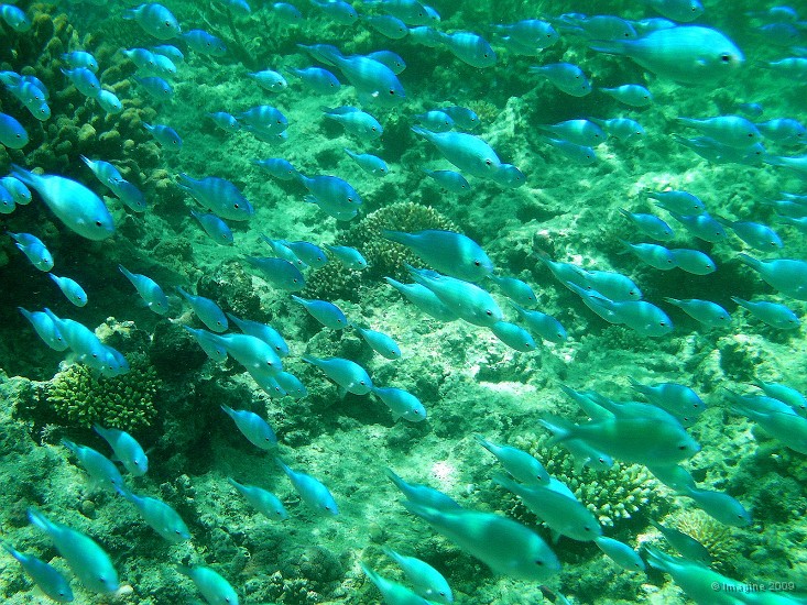 02.34- Rencontre avec un banc de chromis bleu-vert.JPG
